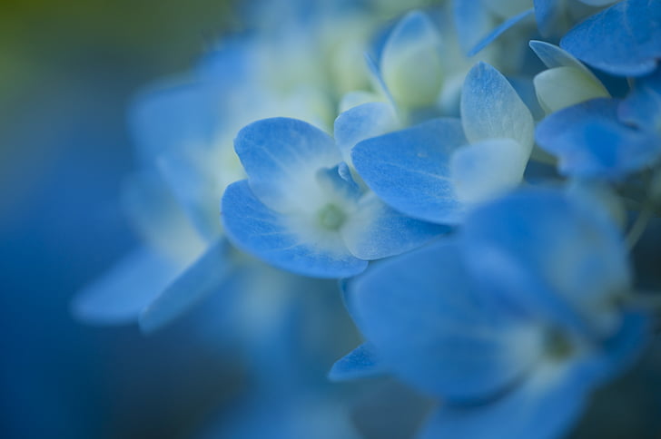closeup photography of blue-and-white petaled flowers