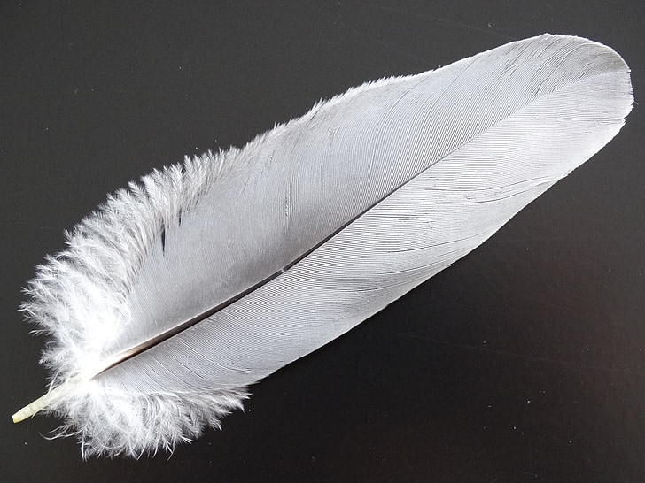 white feather photo