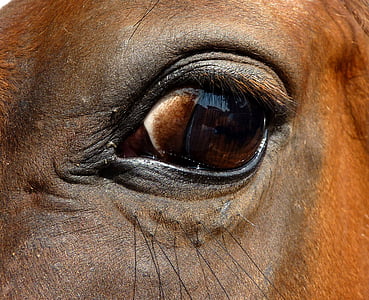 close-up photo of horse eye