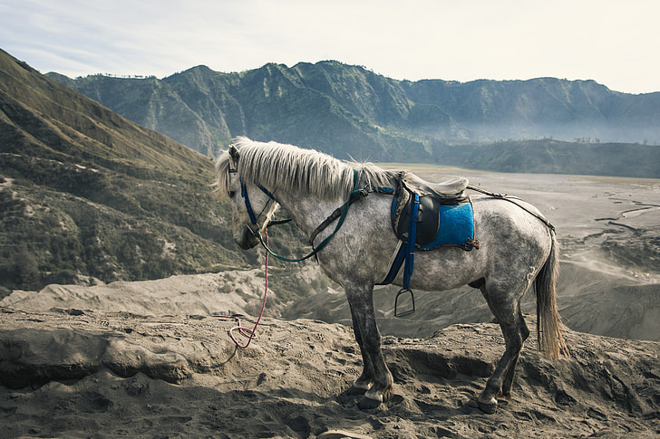 white horse standing on gray mountain