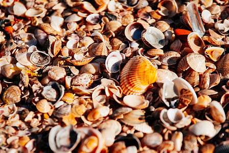 shell on ground