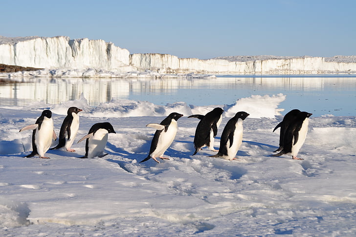group of penguins on snow near body of water