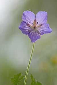 purple petaled flower in bloom close up photo