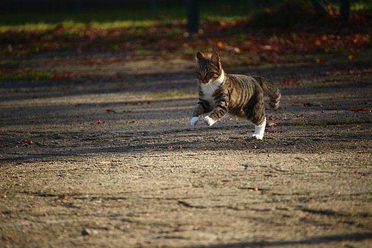 Royalty-Free photo: Brown and white cat jumping on brown soil - PickPik
