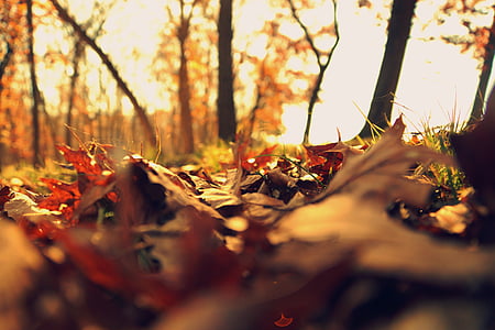 close-up photograph of autumn leaves