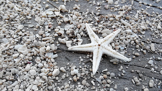 white star fish