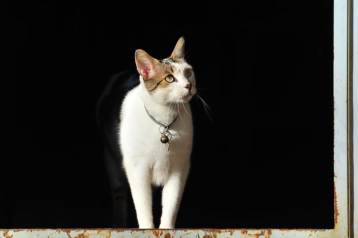 white cat standing on window