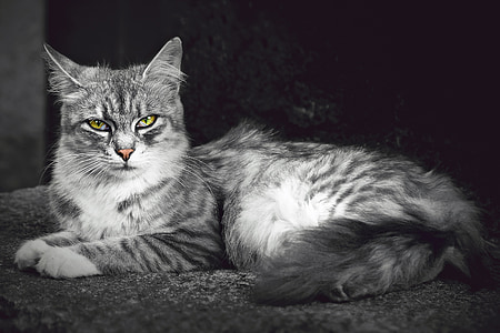 silver Tabby cat