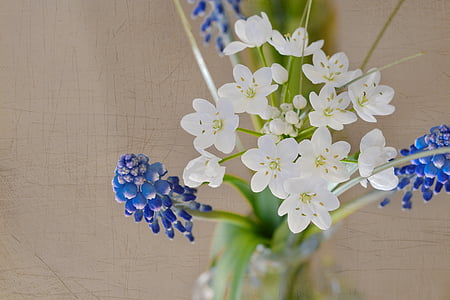 closeup photography of white and blue petaled flowers