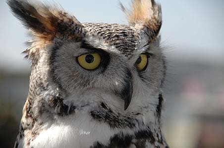 close up photo of owl