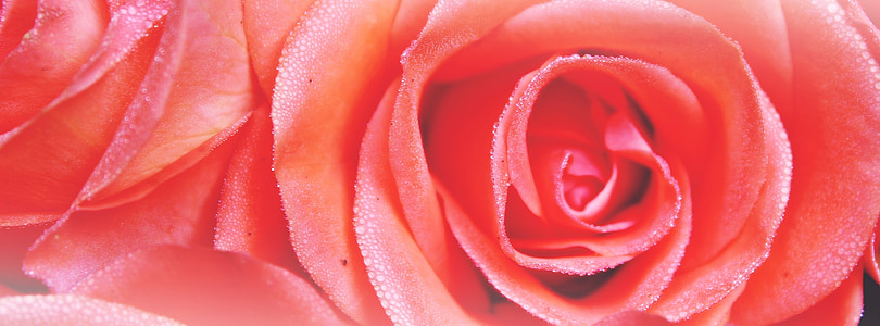 close-up photo of pink rose flower