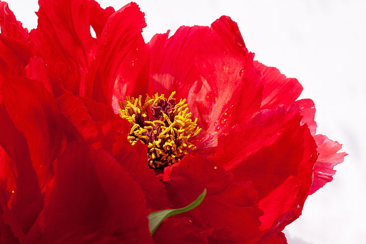 closeup photo of red petaled flower steam