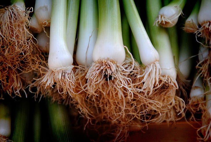 bunch on green string onions