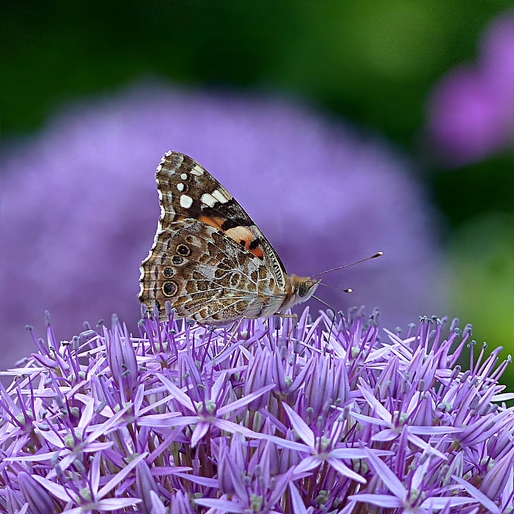 painted lady butterfly perching on purple flowers in selective focus photography