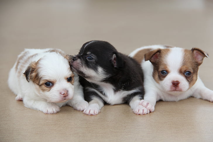 three short-coated assorted-color puppies