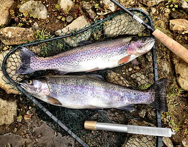 two salmon fishes caught by fish net