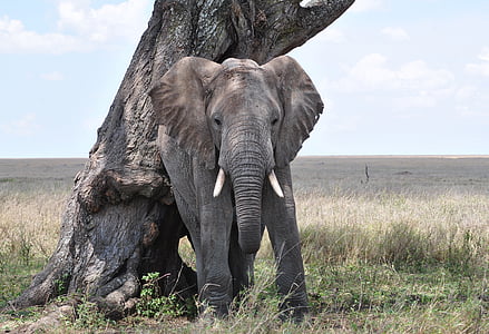 gray elephant beside tree