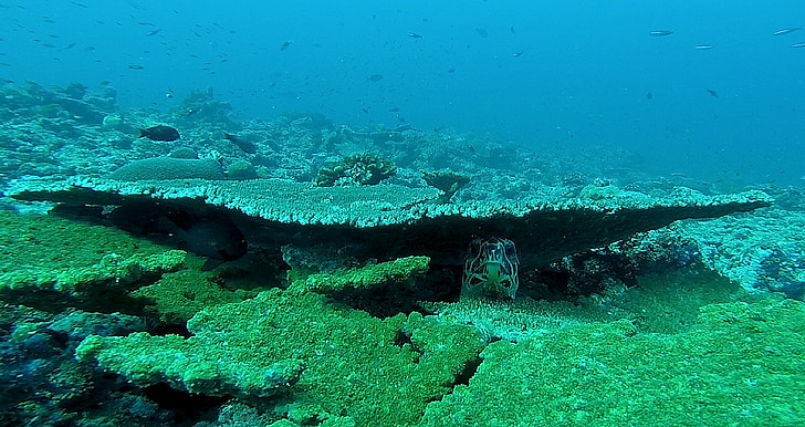underwater photographyo fgreen corals