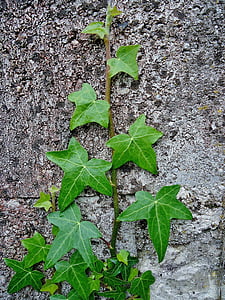 green leaf plant at wall