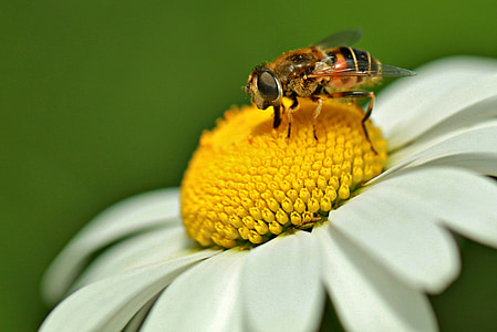 macro photography of bee perched on white petaled flower