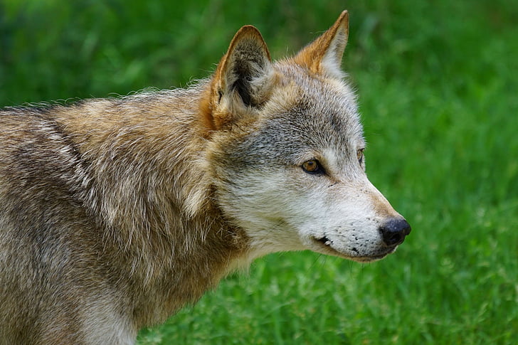 closeup photography of brown and white wolf