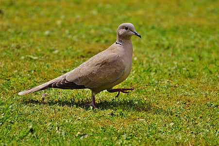 brown cuckoo on green grass