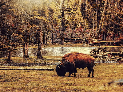 brown and black bison on green grass field painting