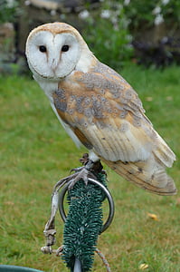 white and beige owl perching