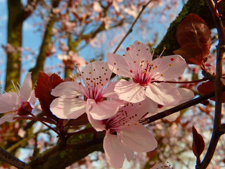 closeup photo of cherry blossom flowers