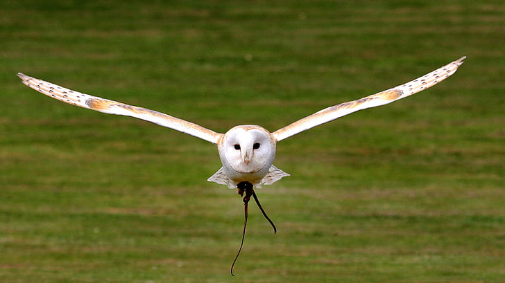 close-up photography of white and brown barn owl flying carrying prey