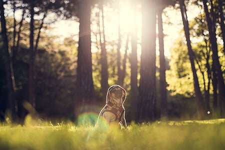 dog wearing hooded vest near trees during sunset