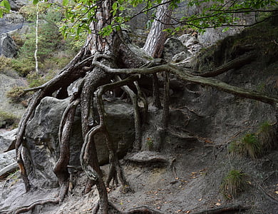 close-up photography of gray tree roots and stone during daytime