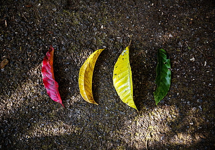 red, yellow, and green leaves on gray surface