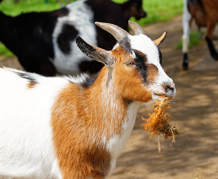 brown and white goat at daytime