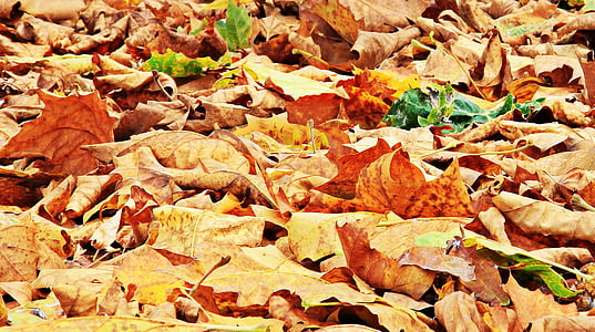 withered leaves on ground at daytime