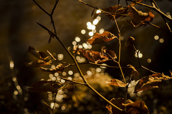 bokeh photography of tree branch