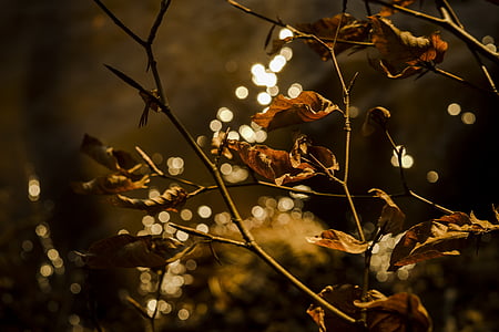 bokeh photography of tree branch