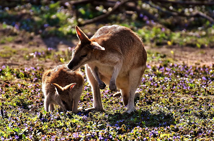 brown kangaroo and joey