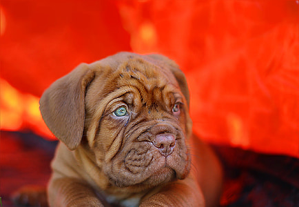 selective focus photography of brown bulldog