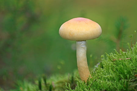 shallow focus photography of yellow mushroom during daytime