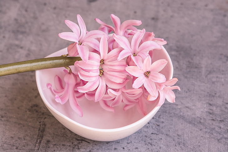pink flower on white bowl