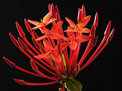 red ixora flower