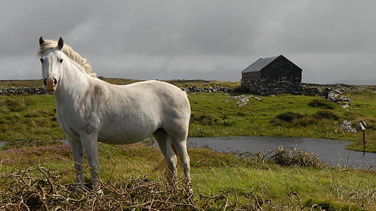 white horse standing on green grass