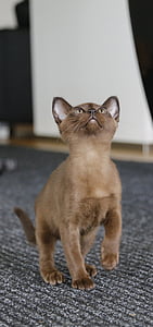 shallow focus photography of brown cat looking upper side