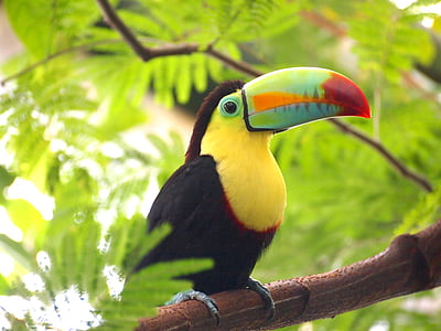 toucan bird perched on branch