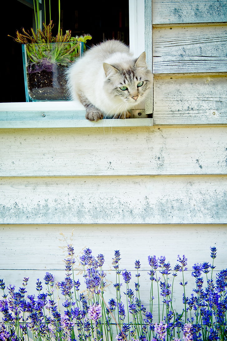 white and gray cat on white wooden window pane
