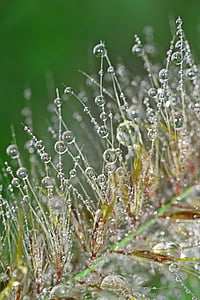 macro shot of dew