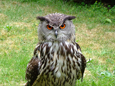 barn owl on grass