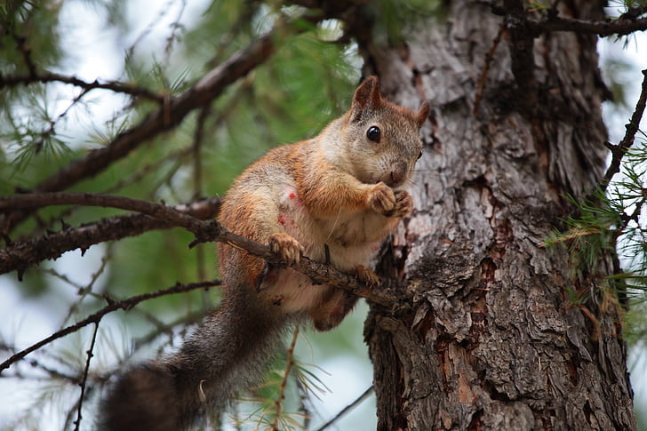squirrel on tree holding his hands