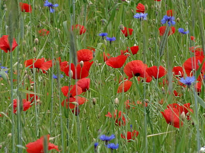 red and purple petaled flower field
